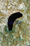 Philinopsis sp Noir bleu fonce sans ligne-Liwutonkidi Island 2-6m-20180604-Denis-ADER-DSC_4076_tn